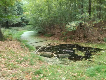 Galgebossen (Poperinge, Elverdinge, Vlamertinge) (Belgie)